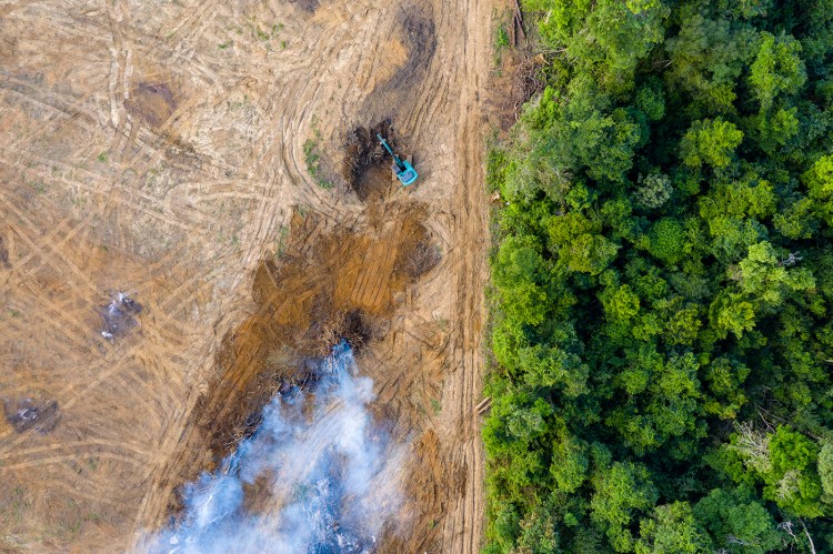 Rainforest is removed to make way for palm oil and rubber plantations.

