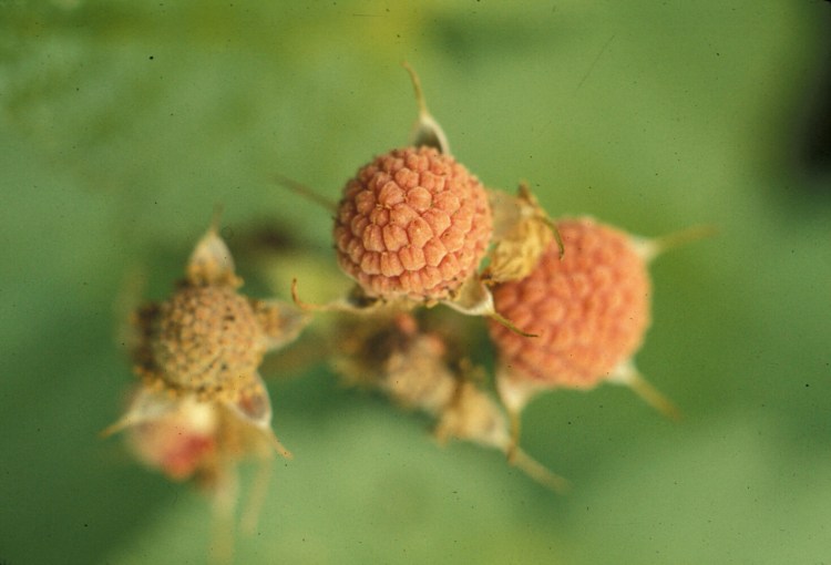 An immature thimbleberry in Mount Rainier National Park, Washington. 