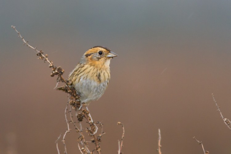 Nelson's Sparrow is one of four sparrow subspecies ornithologists have studied to better understand its adaptations to its tidal environment home.