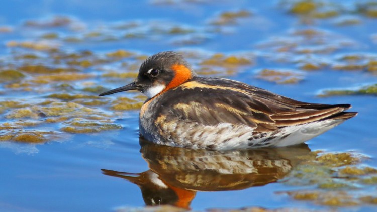 "We were also thrilled to see a Red-necked Phalarope foraging in the intertidal zone," writes columnist Herb Wilson, who visited Lucbec recently for the annual shorebird migration. 