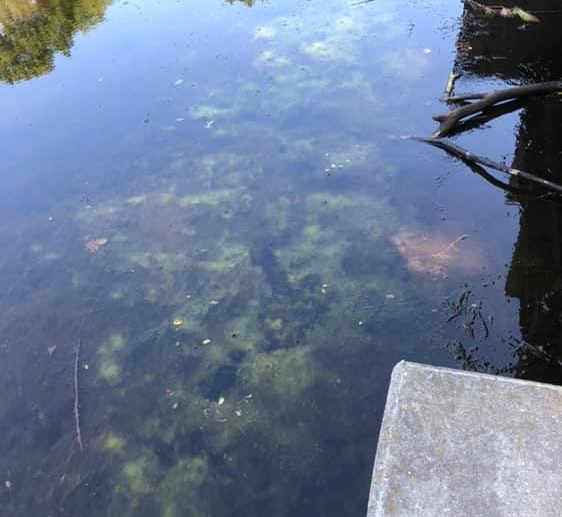 A blue-green algae bloom is shown at Hinckley Park in South Portland in 2019. Such algae could produce toxins harmful to dogs. 