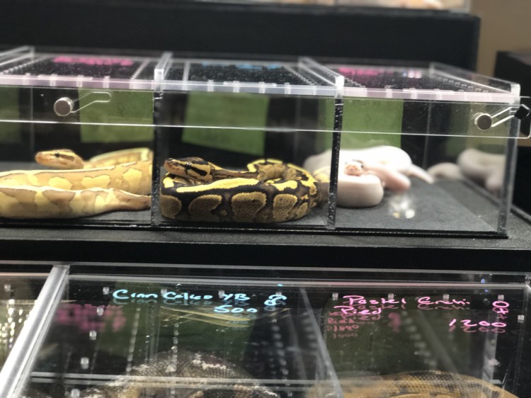 Several ball pythons, bred by Matt Lee, are available for purchase Sunday at the Maine Herpetological Society 2019 Reptile Expo at the Ramada Inn in Lewiston. 