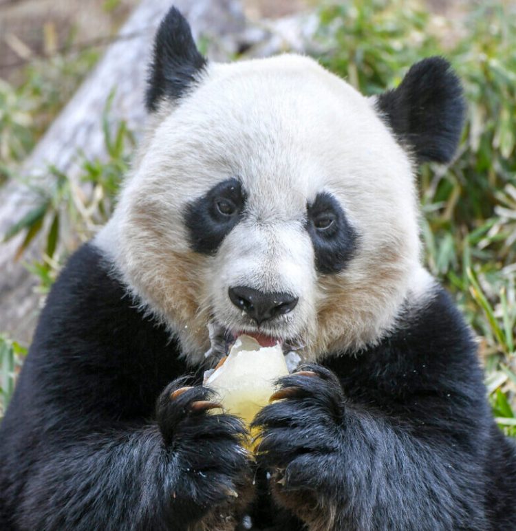 Mei Xiang is one of two adult giant pandas at the National Zoo on loan from China. The lease is set to expire in December 2020. 