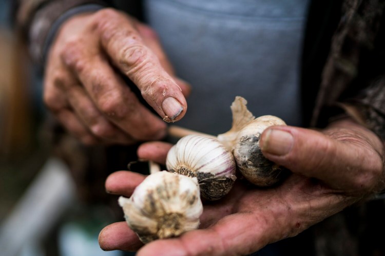 Garlic -- it's easy to grow if you ask an expert.