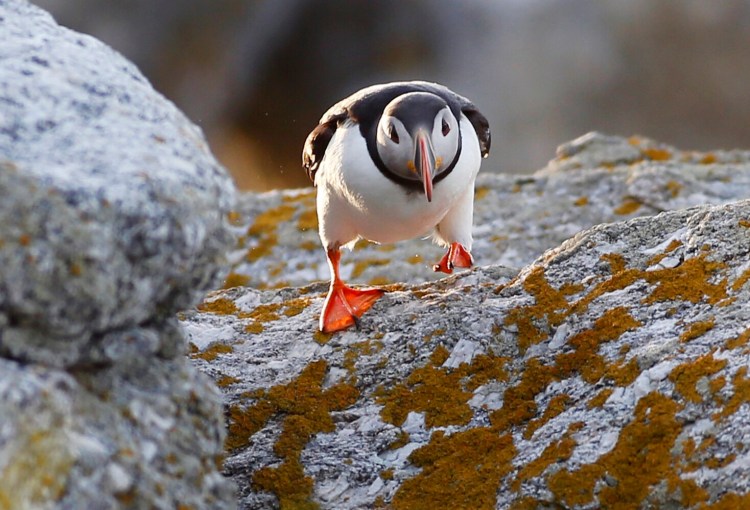An Atlantic Puffin on Eastern Egg Rock. By 1900, Maine's nesting populations of the birds were extirpated on all offshore islands but one. Project Puffin, begun in 1973, has restored breeding populations on five islands.