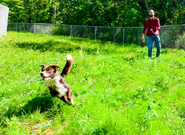 Murphy, a border collie, chases tennis balls thrown by Shaughnessy McArthur, committee member for Barks in the Park on Thursday at the new dog park in Gardiner.