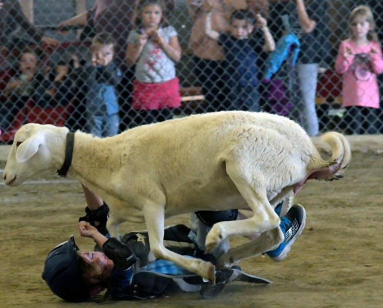 A child falls off a sheep during the mutton busting contest Sunday at the Litchfield Fair.