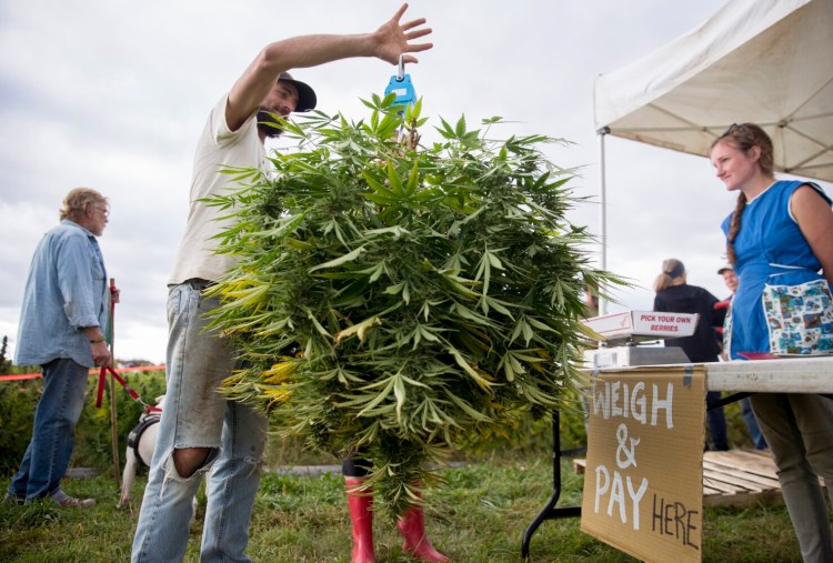 Ben Marcus weighs an entire hemp plant to determine the price at the first public pick-your-own hemp day at Sheepscot Farm in September. On Friday, he and his wife, Taryn, were told their bank had called equipment loans, and their insurance company dropped their coverage, even though growing hemp is a legal by state and federal law.