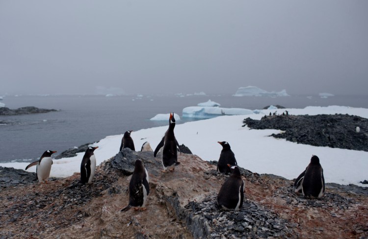 Gentoo penguins stand on a rock in Antarctica in 2015.
