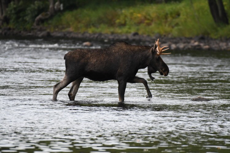 The Maine moose lottery this year will be a virtual event, and the drawing will take place online only.