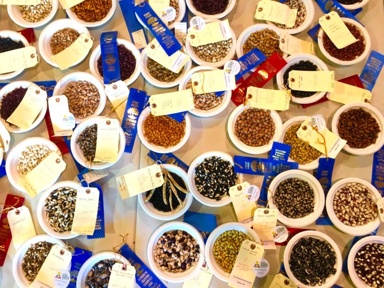 Inside the Exhibition Hall, up to 200 samples of dry beans are entered for judging each year. This year, the Common Ground Country Fair runs from Sept. 20 to 22.