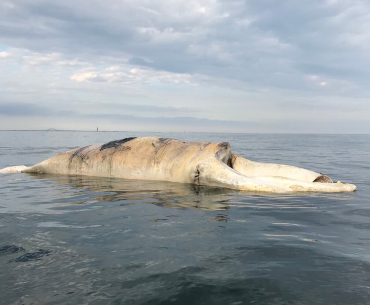 This right whale carcass was found Monday off Long Island, New York. It's the first right whale found dead in U.S. waters this year.