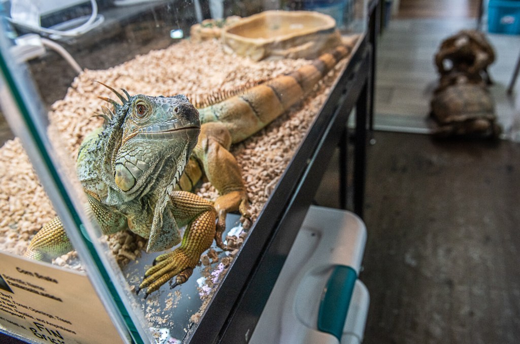 Bearded Dragon - Wildlife Images Rehabilitation and Education Center