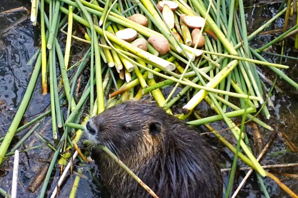 Swamp_Rodent_Invasion_38859