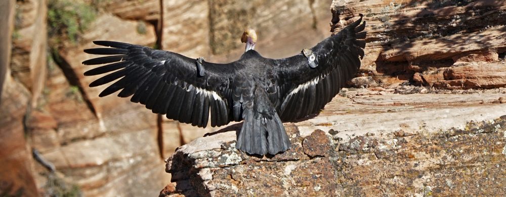 Trump-Endangered_Species_75399