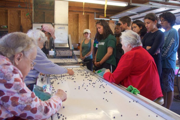 Bowdoin College students watch as Welch Farm employees (from left) Sonya Hall, Connie Marston and Dot Mae Whitney demonstrate how to process fresh blueberries Aug. 30. 