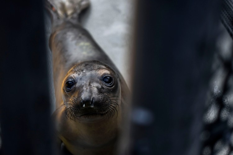 An elephant seal pup peers through a gate at the Marine Mammal Center in Sausalito, Calif., on April 2. Observers fear a resurgence in a marine heat wave that led to a spike in deaths of sea lion pups, among other species. 