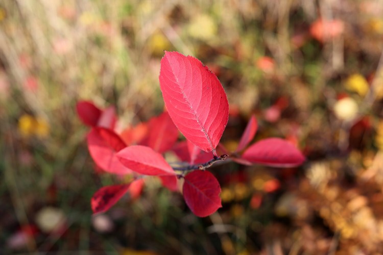 Chokeberry (or aronia) leaves turn brilliant red in the fall. 