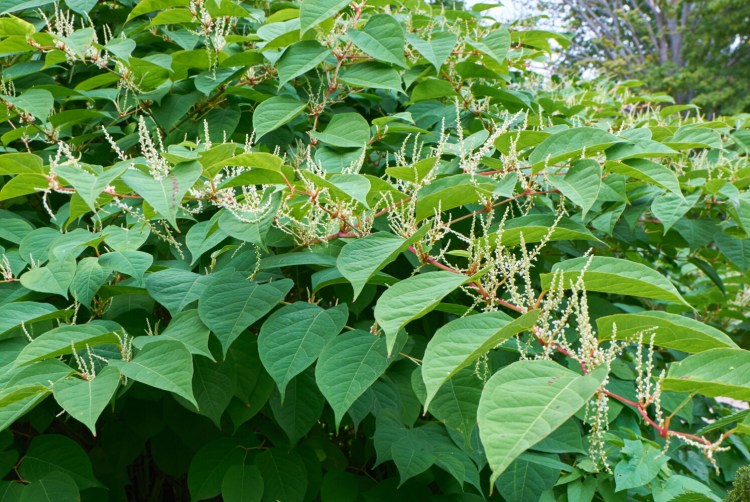 Knotweed is an invasive plant that is tough to eradicate.