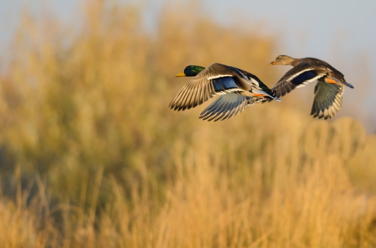 Depending on the zone where you hunt, the 2019 duck hunting season is already here – or just days away. 