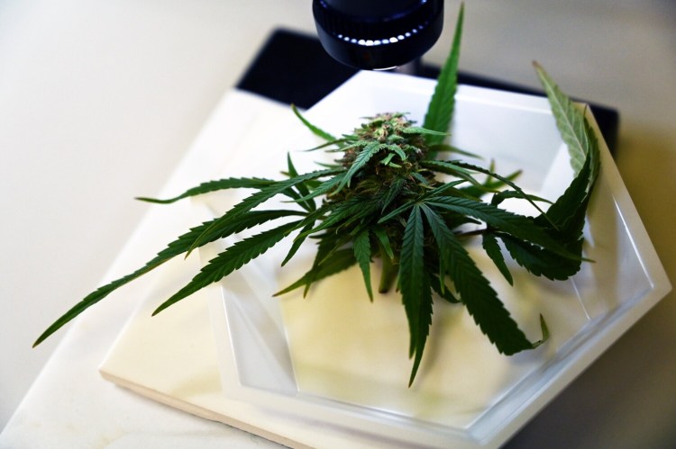 Cannabis under a microscope for vision inspection as samples are checked in at ProVerde Laboratories in Portland on Friday. 