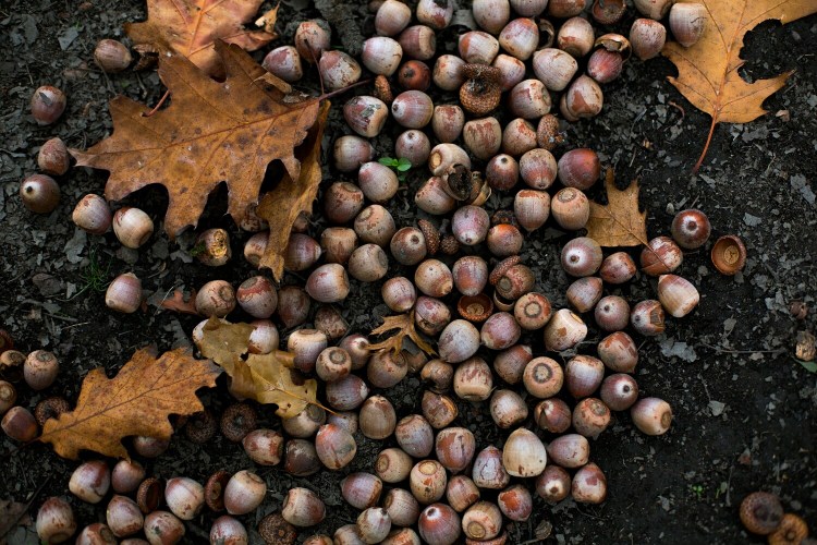 This is a mast year for acorns, meaning there are a lot of them, which can affect your deer-hunting strategy.