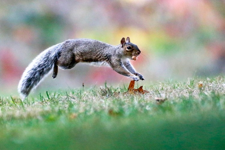 A squirrel leaps through the grass at Deering Oaks in Portland on Saturday with an acorn in its mouth. 
