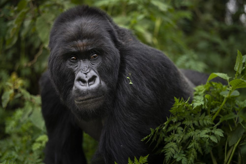 APTOPIX_Rwanda_What_Can_Be_Saved_Gorillas_32621