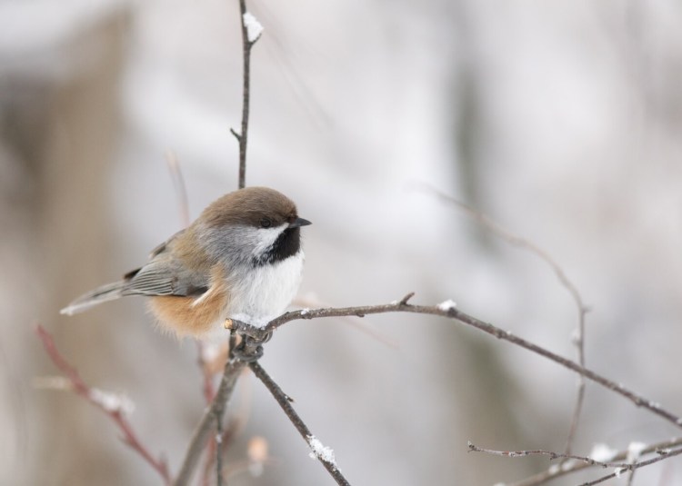 The boreal chickadee would be extirpated from Maine if current global temperatures continue to rise as a result of climate change, National Audubon reported recently. 