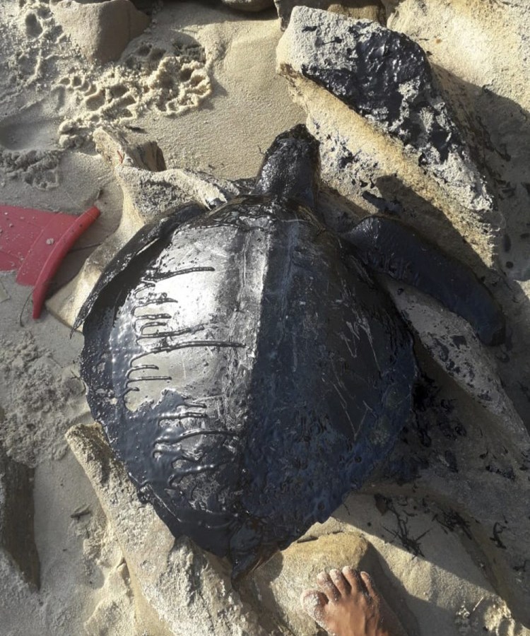 Brazil_Oil_Spills_01319
