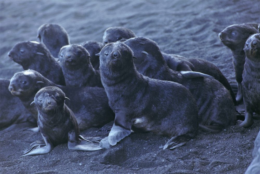 Fur_Seals_Volcanic_Island_28347