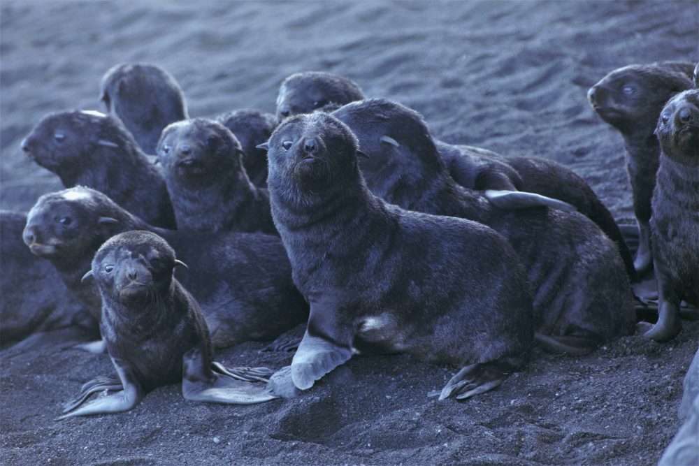 Northern fur seal pups stand on a beach on Bogoslof Island, Alaska, in August. Alaska's northern fur seals are thriving on an island that's the tip of an active undersea volcano. Numbers of fur seals continue to grow on tiny Bogoslof Island despite hot mud, steam and sulfurous gases spitting from vents on the volcano. 