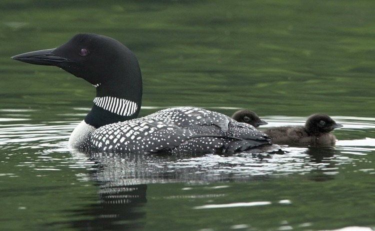 Two baby loons keep close to a parent on Long Pond in Belgrade.