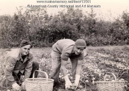 POWs picking spuds in 1945 at Lunn Farm.