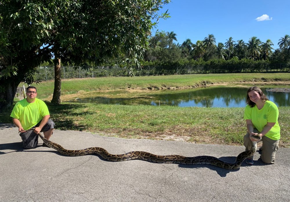 Python Action Team Record Snake
