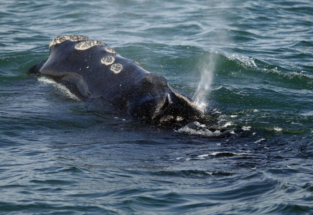 Right_Whale_Deaths_85807