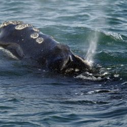 Right_Whale_Deaths_85807