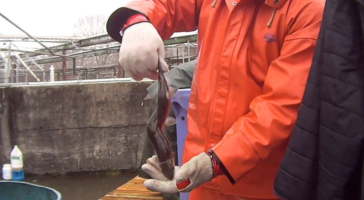 A still image shows a deformed salmon from Cooke Aquaculture of Bingham in a video released Monday. 