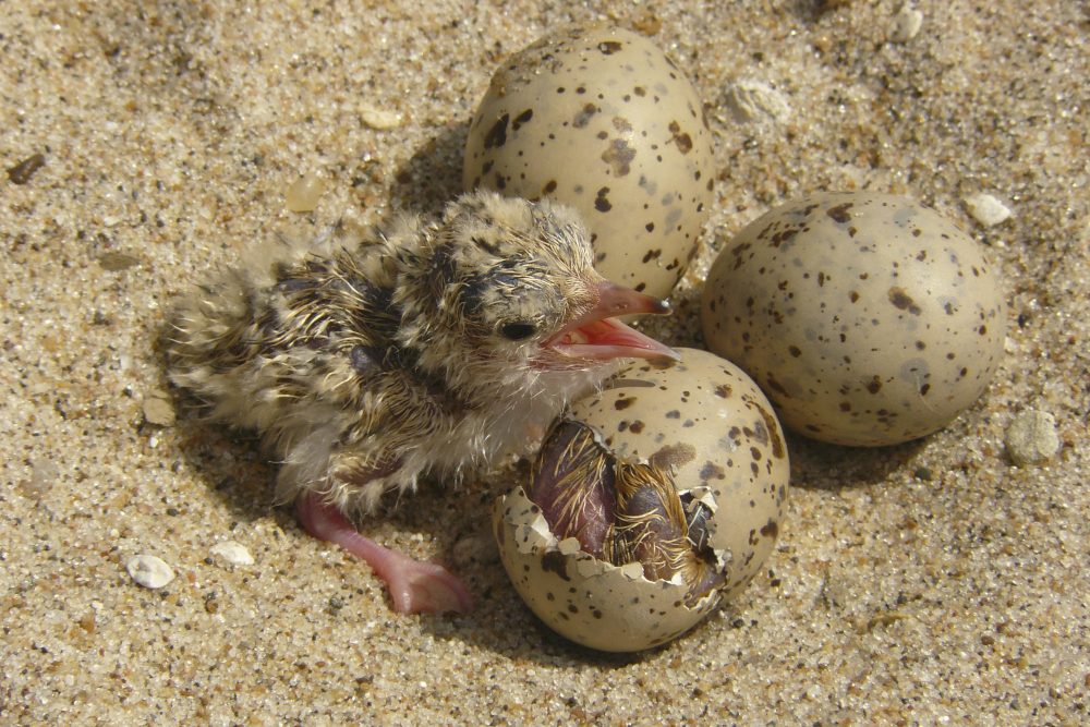 Terns_Endangered_List_73505