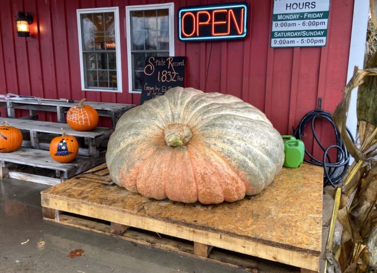Edwin Pierpont's prized pumpkin, which weighs 1,832.5 pounds, sits at the Spear's Farmstand on Route 1 in Waldoboro on Thursday morning.