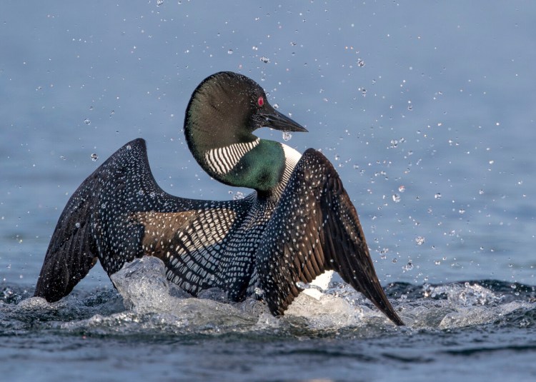 The common loon is projected to be extirpated from Maine if global temperatures continue to rise at the current pace, an increase of 3 degrees Celsius by 2100, according to a national Audubon report. 