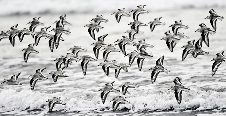 A flock of sanderlings takes flight at Higgins Beach in Scarborough on Tuesday. Sanderlings are small, plump sandpipers with a bill about the same length as their heads, according to the Cornell Lab of Ornithology. The birds breed on the High Arctic tundra and migrate south in the fall. Sanderlings are a common sight on sandy Maine beaches during fall migration, the Maine Audubon Society reports. They are drawn to beaches to forage for marine invertebrates to eat. And they have an endearing nickname, according to the Cornell lab: "Peeps.” 