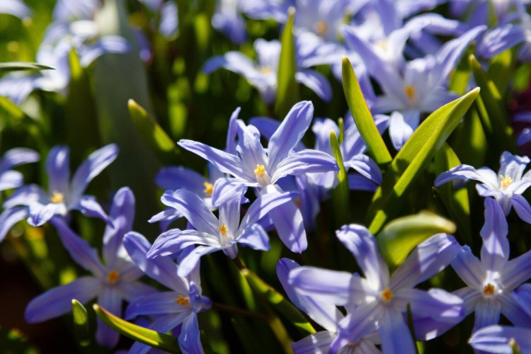 This fall, think outside the bulb box and experiment with something new, like chionodoxa, pictured here. With the common name of glory-of-the-snow, perhaps these will be the glory of your garden next spring. 
