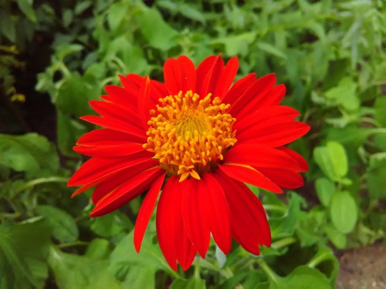 Cheerful Torch Tithonia, also known as a Mexican sunflower, is columnist Tom Atwell's favorite new plant of the year.