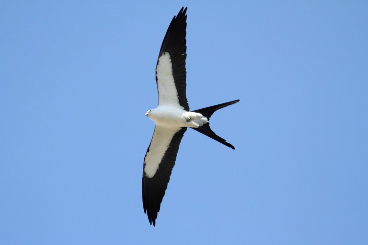 A swallow-tailed kite was seen in eastern Washington County in September, possibly knocked off course by a hurricane. It's been recorded in Maine only six other times. 