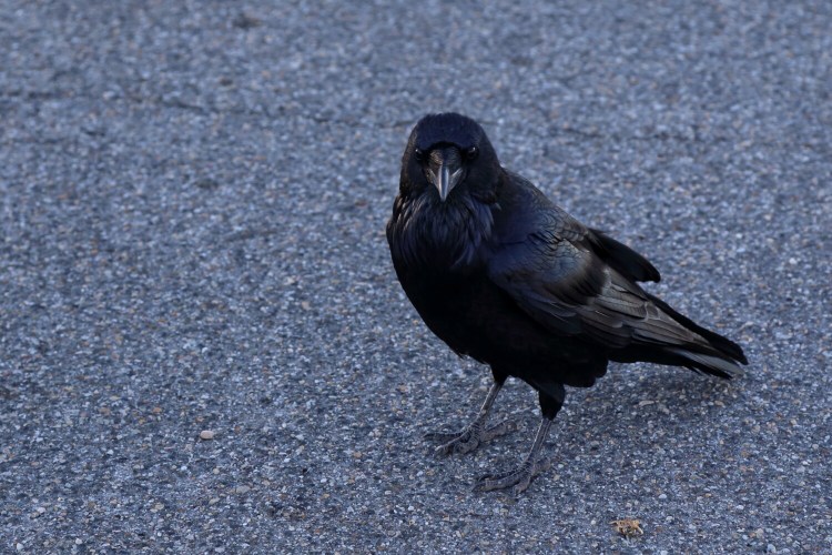 Is this urban crow demanding a cheeseburger? Scientists have found crows fed a diet of them have "better body condition." (Does this work for humans?)