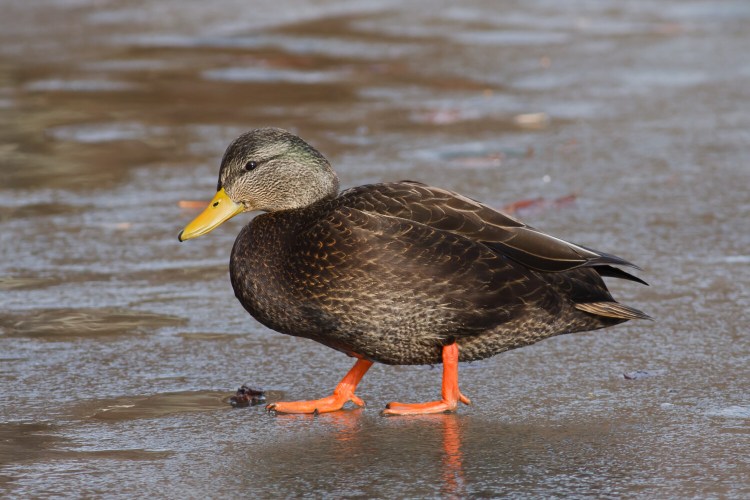 We ask you, does this American black duck look black to you?