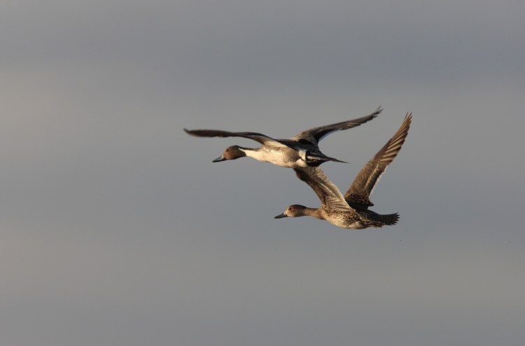 In the Outer Banks, diver ducks like these canvasbacks are often shot from blinds atop telephone-pole sized stilts. 