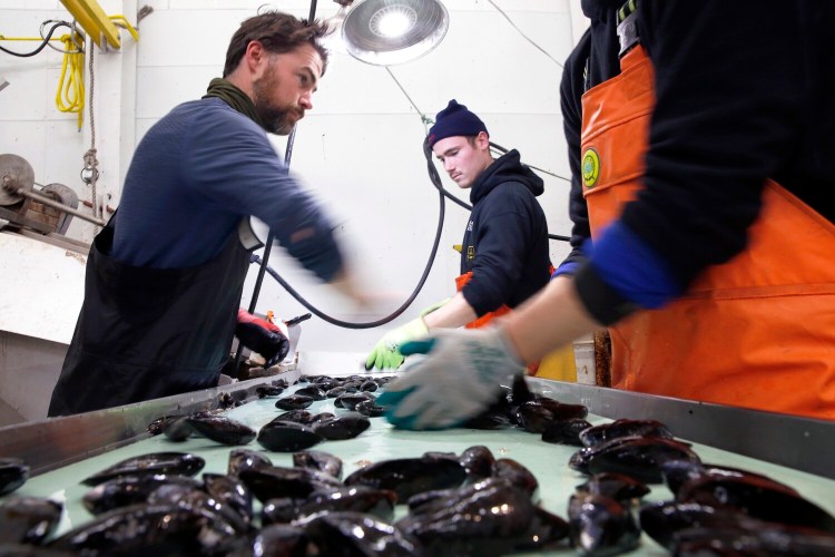 Employees of Bangs Island Mussels sort blue mussels as they travel down a conveyor belt. The company recently purchased another Casco Bay mussel operation and plans a significant expansion. From left are Greg Goodman, Ben Pryor and Adam Fisher. 