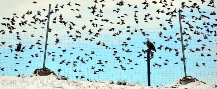 A juvenile bald eagle sits on a fence post Jan. 4, 2019, as other birds swarm around the landfill at Hatch Hill Solid Waste Disposal Facility in Augusta. Councilors are considering ways to prolong the life of the landfill, including whether to limit the amount of waste it accepts from surrounding communities. 